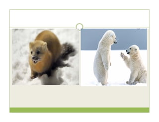 General Characteristics of Mammals | PDF