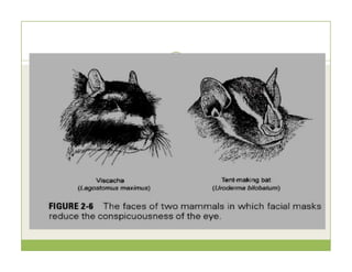 General Characteristics of Mammals | PDF