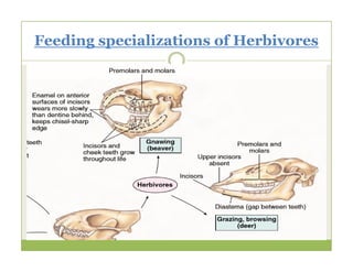 Feeding specializations of Herbivores
 