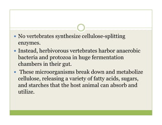  No vertebrates synthesize cellulose-splitting
enzymes.
 Instead, herbivorous vertebrates harbor anaerobic
bacteria and protozoa in huge fermentation
chambers in their gut.
chambers in their gut.
 These microorganisms break down and metabolize
cellulose, releasing a variety of fatty acids, sugars,
and starches that the host animal can absorb and
utilize.
 
