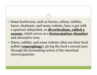  Some herbivores, such as horses, zebras, rabbits,
hares, elephants, and many rodents, have a gut with
a spacious sidepocket, or diverticulum, called a
cecum, which serves as a fermentation chamber
and absorptive area
and absorptive area
 Hares, rabbits, and some rodents often eat their fecal
pellets (coprophagy), giving the food a second pass
through the fermenting action of the intestinal
microorganisms
 