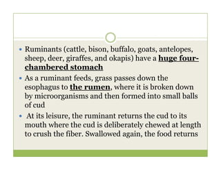  Ruminants (cattle, bison, buffalo, goats, antelopes,
sheep, deer, giraffes, and okapis) have a huge four-
chambered stomach
 As a ruminant feeds, grass passes down the
esophagus to the rumen, where it is broken down
esophagus to the rumen, where it is broken down
by microorganisms and then formed into small balls
of cud
 At its leisure, the ruminant returns the cud to its
mouth where the cud is deliberately chewed at length
to crush the fiber. Swallowed again, the food returns
 