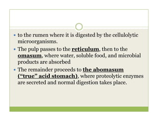  to the rumen where it is digested by the cellulolytic
microorganisms.
 The pulp passes to the reticulum, then to the
omasum, where water, soluble food, and microbial
products are absorbed
products are absorbed
 The remainder proceeds to the abomasum
(“true” acid stomach), where proteolytic enzymes
are secreted and normal digestion takes place.
 