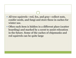  All tree squirrels—red, fox, and gray—collect nuts,
conifer seeds, and fungi and store these in caches for
winter use.
 Often each item is hidden in a different place (scatter
hoarding) and marked by a scent to assist relocation
hoarding) and marked by a scent to assist relocation
in the future. Some of the caches of chipmunks and
red squirrels can be quite large
 
