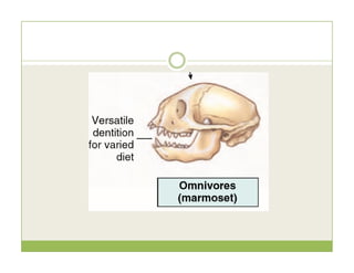 Mammalian Characteristics 