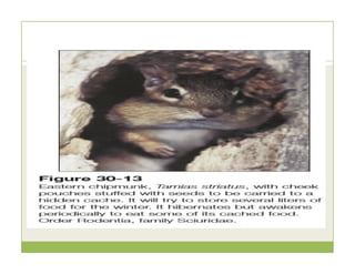 Mammalian Characteristics 