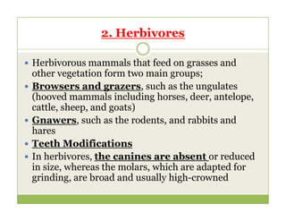2. Herbivores
 Herbivorous mammals that feed on grasses and
other vegetation form two main groups;
 Browsers and grazers, such as the ungulates
(hooved mammals including horses, deer, antelope,
cattle, sheep, and goats)
cattle, sheep, and goats)
 Gnawers, such as the rodents, and rabbits and
hares
 Teeth Modifications
 In herbivores, the canines are absent or reduced
in size, whereas the molars, which are adapted for
grinding, are broad and usually high-crowned
 