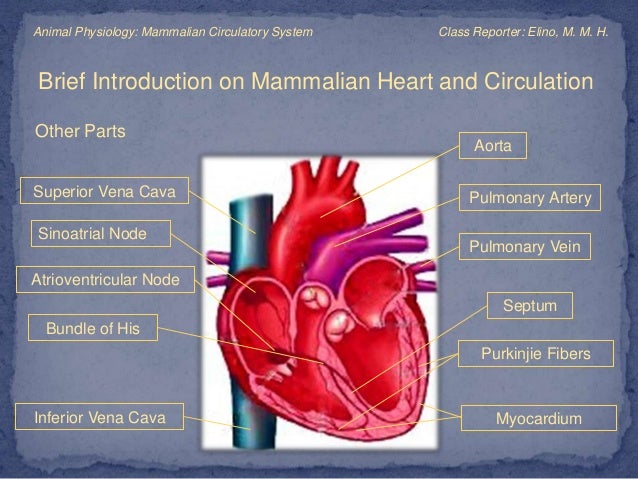 Mammalian Circulatory system