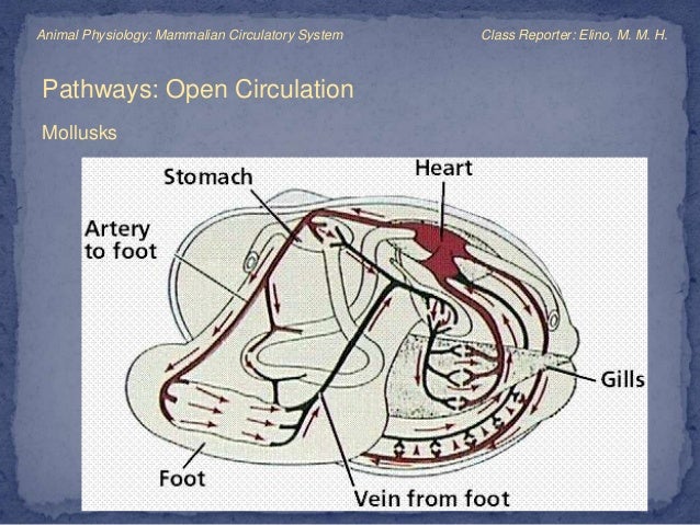 Mammalian Circulatory system
