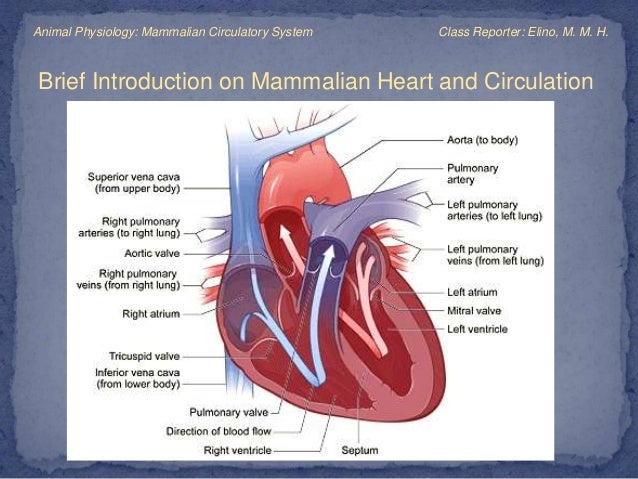 Mammalian Circulatory System Mammalian Circulatory System