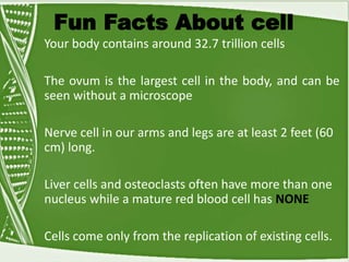 Fun Facts About cell
Your body contains around 32.7 trillion cells
The ovum is the largest cell in the body, and can be
seen without a microscope
Nerve cell in our arms and legs are at least 2 feet (60
cm) long.
Liver cells and osteoclasts often have more than one
nucleus while a mature red blood cell has NONE
Cells come only from the replication of existing cells.
 