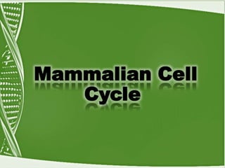 Mammalian Cell
Cycle
 