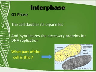 Interphase
G1 Phase
The cell doubles its organelles
And synthesizes the necessary proteins for
DNA replication
What part of the
cell is this ?
 