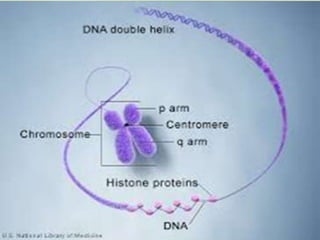 Interphase
S Phase
So-called because DNA is Synthesized in this
phase
Each chromosome is composed of one DNA
double helix, which is equal to a chromatid.
S phase result in each chromosome having
two identical DNA double helix molecules.
 