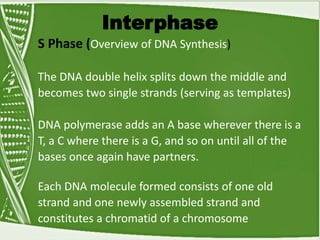 Interphase
S Phase (Overview of DNA Synthesis)
The DNA double helix splits down the middle and
becomes two single strands (serving as templates)
DNA polymerase adds an A base wherever there is a
T, a C where there is a G, and so on until all of the
bases once again have partners.
Each DNA molecule formed consists of one old
strand and one newly assembled strand and
constitutes a chromatid of a chromosome.
 