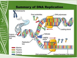 Summary of DNA Replication
 