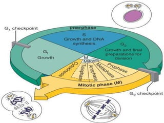 Interphase
G2 Phase
The cell synthesizes proteins that will assist
cell division
At the end of G2 phase a major check-point
exist that controls the entry of the cell into
M-phase
 