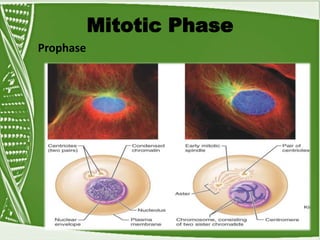 Mitotic Phase
Prophase
 