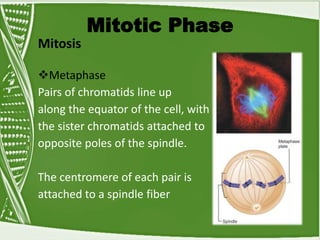 Mitotic Phase
Mitosis
Metaphase
Pairs of chromatids line up
along the equator of the cell, with
the sister chromatids attached to
opposite poles of the spindle.
The centromere of each pair is
attached to a spindle fiber
 