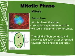 Mitotic Phase
Mitosis
Anaphase
At this phase, the sister
chromatids separate to form the
two sets of daughter chromosomes.
The spindle fibers contract and
slowly pulled each sister chromatid
towards the spindle pole it faces
 