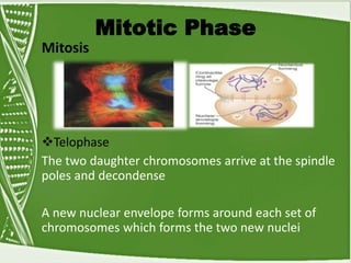 Mitotic Phase
Mitosis
Telophase
The two daughter chromosomes arrive at the spindle
poles and decondense
A new nuclear envelope forms around each set of
chromosomes which forms the two new nuclei
 