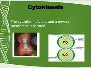Cytokinesis
The cytoplasm divides and a new cell
membrane is formed.
 