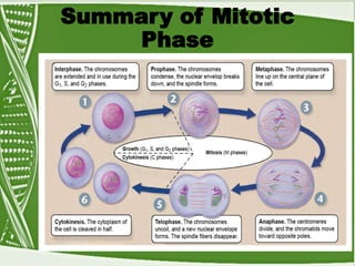 Summary of Mitotic
Phase
 