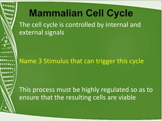 Mammalian Cell Cycle
The cell cycle is controlled by internal and
external signals
Name 3 Stimulus that can trigger this cycle
This process must be highly regulated so as to
ensure that the resulting cells are viable
 