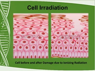 Cell Irradiation
Cell before and after Damage due to Ionizing Radiation
 