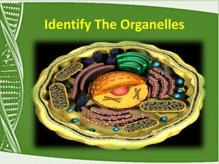 Identify The Organelles
 