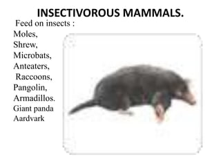 Mammalian Digestive system-1.pptx