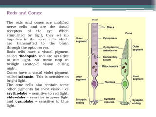Mammalian eye structureofgjfjooofjhf.pptx
