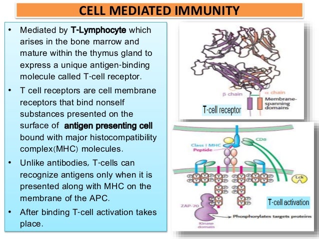 cell mediated response rome fontanacountryinn com cell mediated response