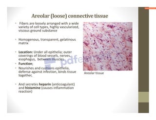 Areolar(loose)connectivetissue
• Fibers are loosely arranged with a wide
variety of cell types, highly vascularized,
viscous ground substance
• Homogenous, transparent, gelatinous
matrix
• Location: Under all epithelia; outer
coverings of blood vessels, nerves,
esophagus, between muscles
• Function;
• Nourishes and cushions epithelia,
defense against infection, binds tissue
together,
• And secretes heparin (anticoagulant)
and histamine (causes inflammation
reaction)
Areolar tissue
 
