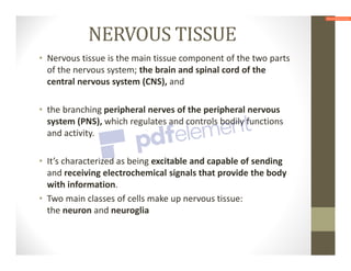 NERVOUS TISSUE
• Nervous tissue is the main tissue component of the two parts
of the nervous system; the brain and spinal cord of the
central nervous system (CNS), and
• the branching peripheral nerves of the peripheral nervous
system (PNS), which regulates and controls bodily functions
and activity.
• It’s characterized as being excitable and capable of sending
and receiving electrochemical signals that provide the body
with information.
• Two main classes of cells make up nervous tissue:
the neuron and neuroglia
 