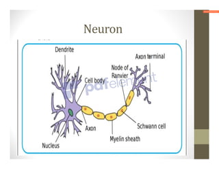 Neuron
 