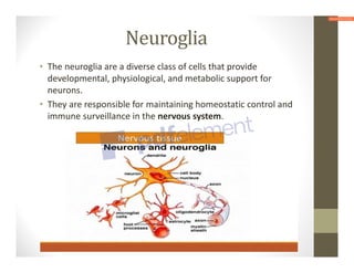 Neuroglia
• The neuroglia are a diverse class of cells that provide
developmental, physiological, and metabolic support for
neurons.
• They are responsible for maintaining homeostatic control and
immune surveillance in the nervous system.
 