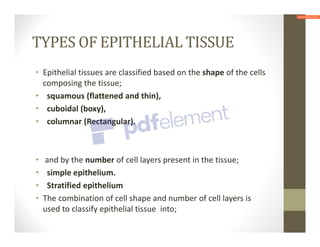 TYPES OF EPITHELIAL TISSUE
• Epithelial tissues are classified based on the shape of the cells
composing the tissue;
• squamous (flattened and thin),
• cuboidal (boxy),
• columnar (Rectangular).
• and by the number of cell layers present in the tissue;
• simple epithelium.
• Stratified epithelium
• The combination of cell shape and number of cell layers is
used to classify epithelial tissue into;
 