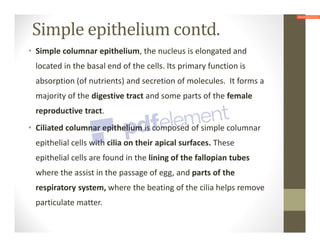 Simple epithelium contd.
• Simple columnar epithelium, the nucleus is elongated and
located in the basal end of the cells. Its primary function is
absorption (of nutrients) and secretion of molecules. It forms a
majority of the digestive tract and some parts of the female
reproductive tract.
• Ciliated columnar epithelium is composed of simple columnar
epithelial cells with cilia on their apical surfaces. These
epithelial cells are found in the lining of the fallopian tubes
where the assist in the passage of egg, and parts of the
respiratory system, where the beating of the cilia helps remove
particulate matter.
 