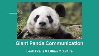 Giant Panda Communication
Leah Evans & Lillian McEntire
 