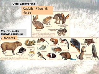 Order Rodentia (gnawing animals) Order Lagomorpha   Rodents Rabbits, Pikas, & Hares 