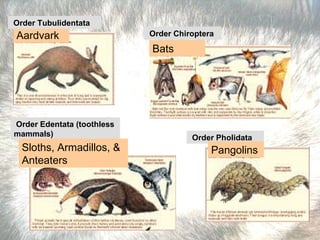 Aardvark Bats Order Edentata (toothless mammals)  Sloths, Armadillos, & Anteaters Order Tubulidentata   Order Chiroptera   Order Pholidata   Pangolins 