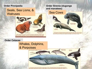Seals, Sea Lions, & Walruses Order Pinnipedia  Order Cetacea   Whales, Dolphins, & Porpoises Order Sirenia (dugongs and manatees) Sea Cows 