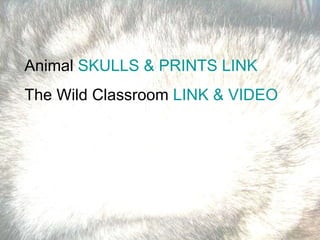 Animal  SKULLS & PRINTS LINK The Wild Classroom  LINK & VIDEO 
