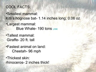 COOL FACTS: Smallest mammal:  Kitli’s hognose bat- 1.14 inches long; 0.06 oz Largest mammal:  Blue Whale- 190 tons  LINK Tallest mammal:  Giraffe- 20 ft. tall Fastest animal on land:  Cheetah- 96 mph Thickest skin:  rhinoceros- 2 inches thick! 