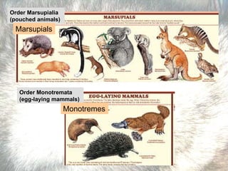 Order Marsupialia (pouched animals) Marsupials Order Monotremata (egg-laying mammals)   Monotremes 