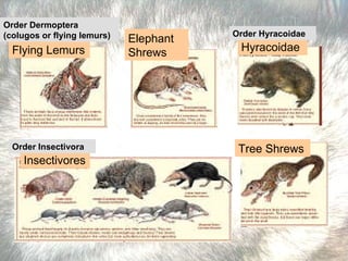 Flying Lemurs Elephant Shrews Hyracoidae Insectivores Tree Shrews Order Dermoptera (colugos or flying lemurs)   Order Insectivora Order Hyracoidae   