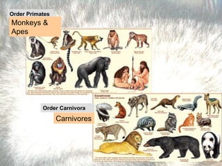 Order Primates Monkeys & Apes Order Carnivora   Carnivores 