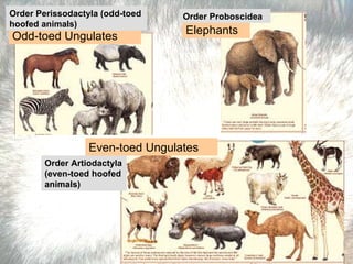 Odd-toed Ungulates Elephants Order Perissodactyla (odd-toed hoofed animals)  Order Artiodactyla (even-toed hoofed animals)   Even-toed Ungulates Order Proboscidea   