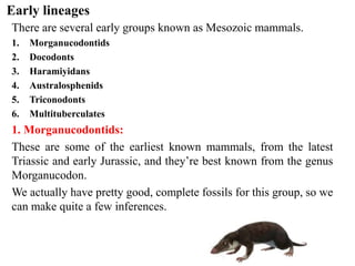 Early lineages
There are several early groups known as Mesozoic mammals.
1. Morganucodontids
2. Docodonts
3. Haramiyidans
4. Australosphenids
5. Triconodonts
6. Multituberculates
1. Morganucodontids:
These are some of the earliest known mammals, from the latest
Triassic and early Jurassic, and they’re best known from the genus
Morganucodon.
We actually have pretty good, complete fossils for this group, so we
can make quite a few inferences.
 